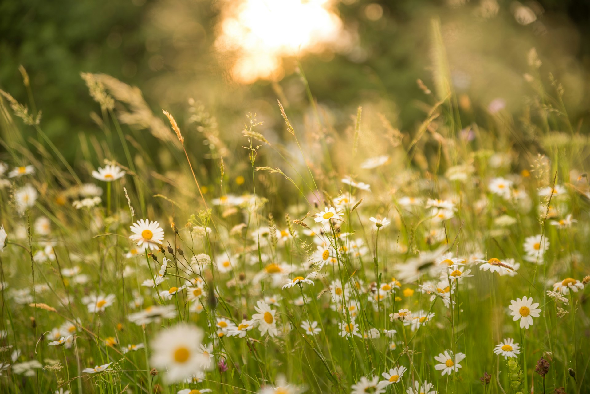 white flowers in tilt shift lens